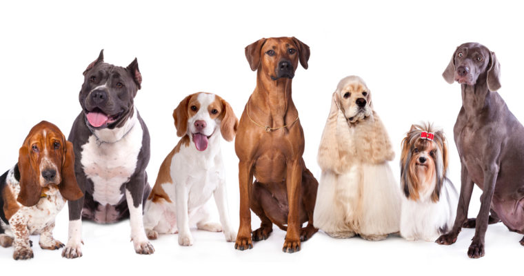Understanding your Pet Grooming Customers: The four-legged clients
